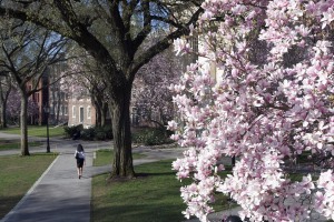 Brown campus in Spring